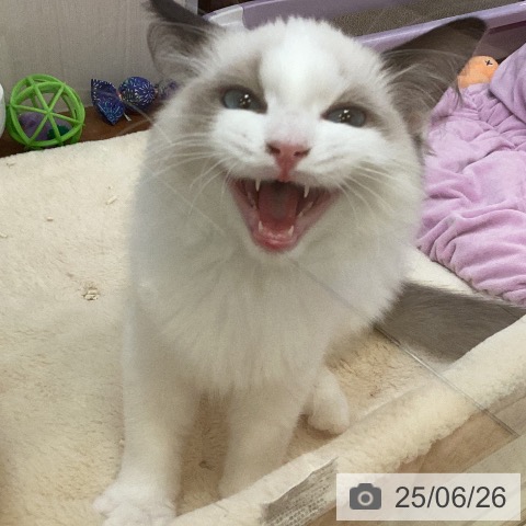 ラグドールの写真