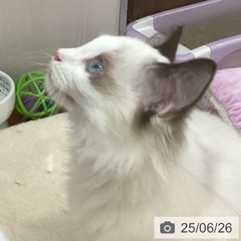 ラグドールの写真