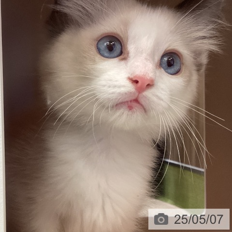ラグドールの写真