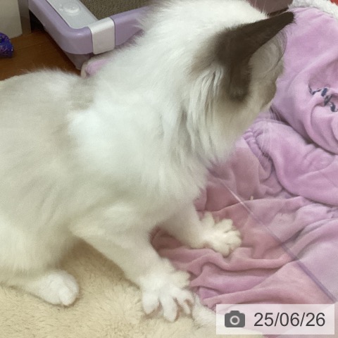 ラグドールの写真