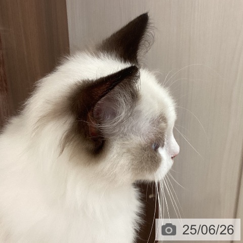 ラグドールの写真