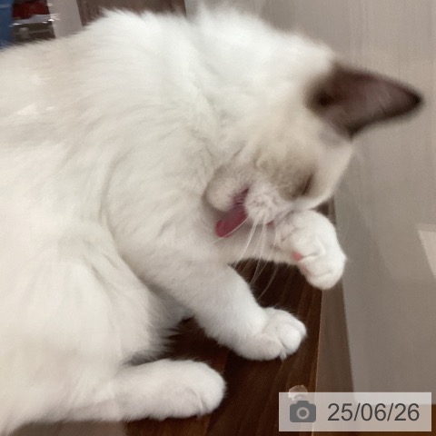 ラグドールの写真