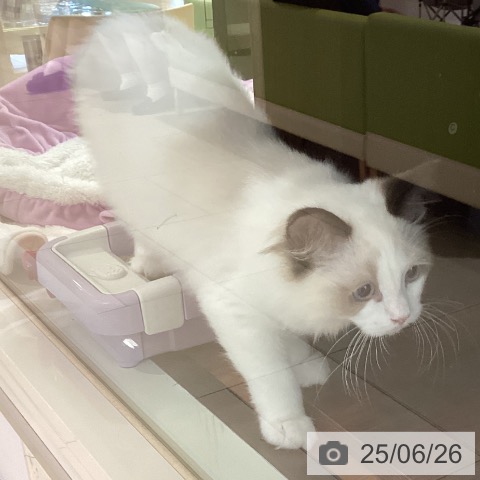 ラグドールの写真