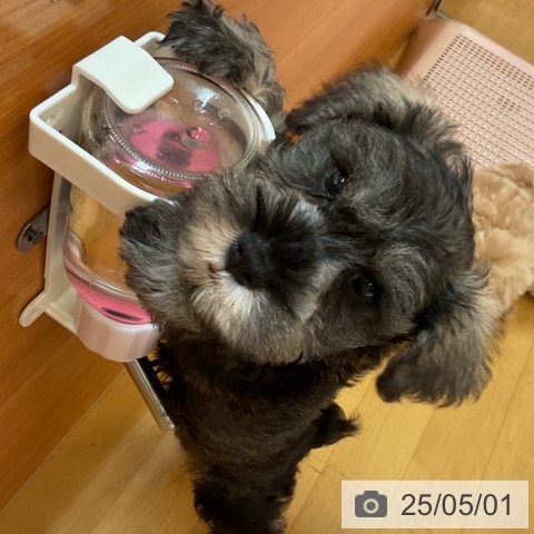 ミニチュア・シュナウザーの写真