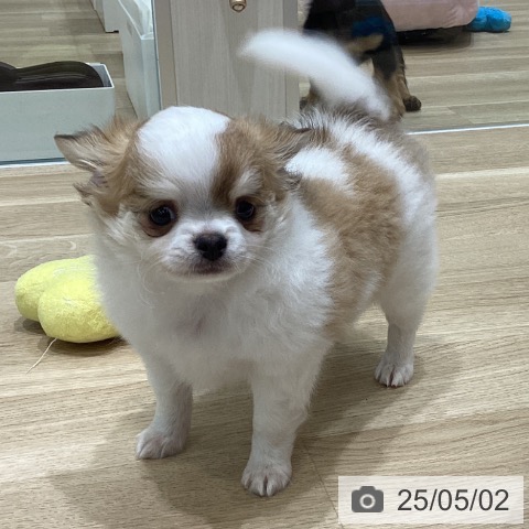 チワワの写真