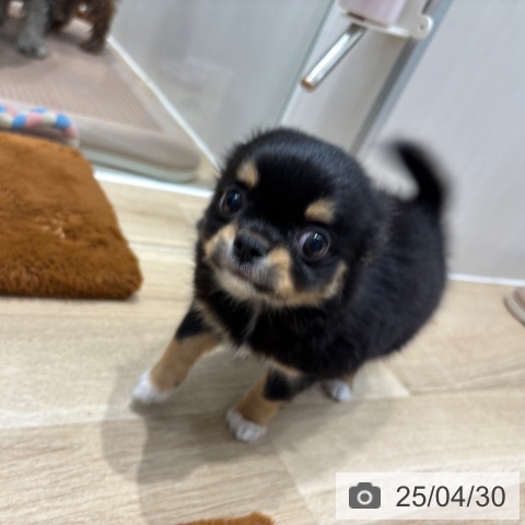 チワワの写真