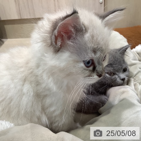 ラグドールの写真