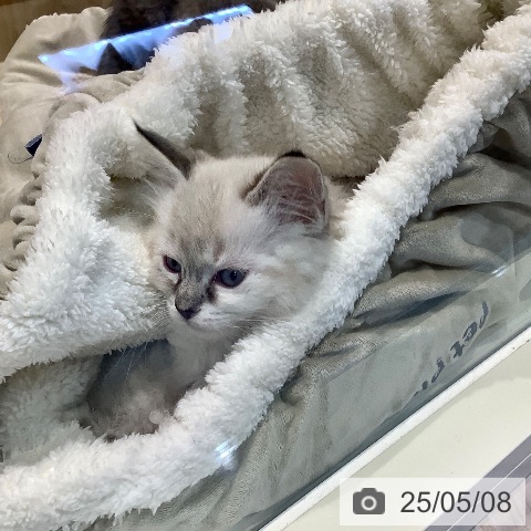 ラグドールの写真