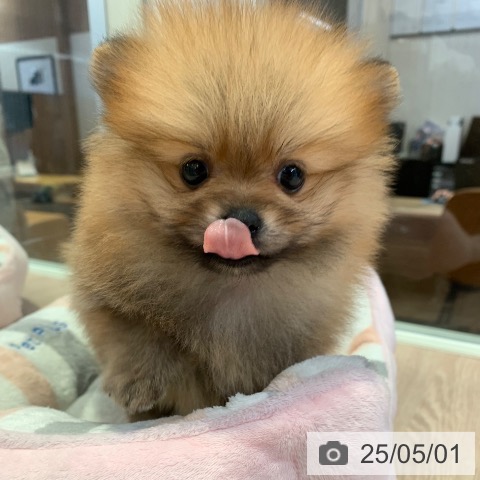 ポメラニアンの写真