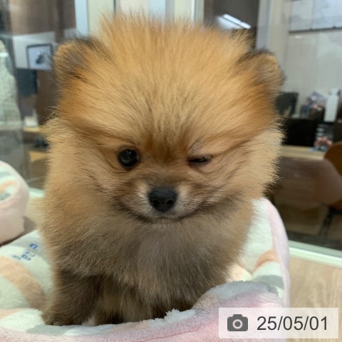 ポメラニアンの写真