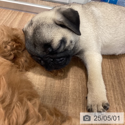 パグの写真