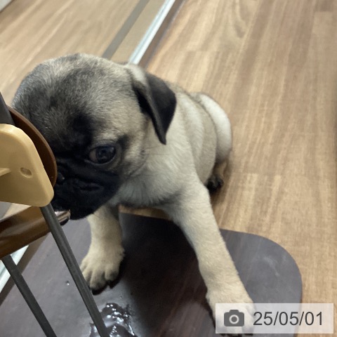 パグの写真