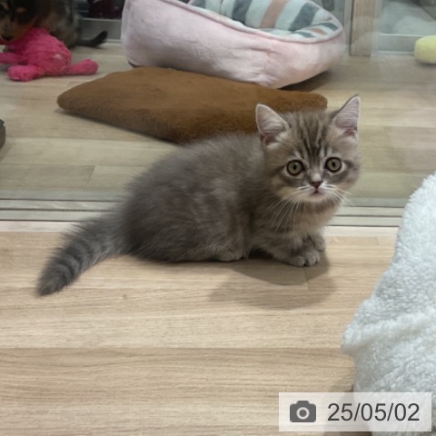 マンチカンの写真