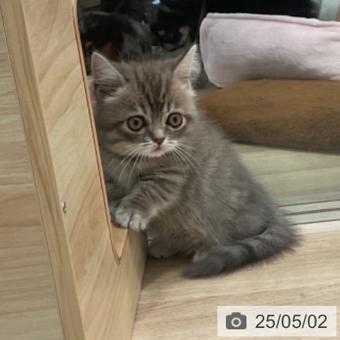 マンチカンの写真