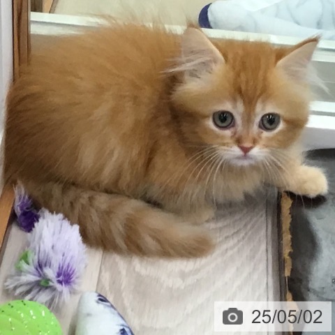 マンチカンの写真