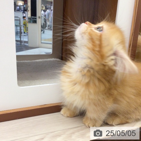 マンチカンの写真