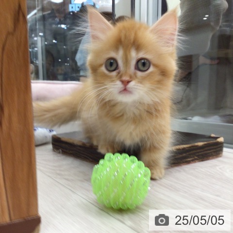 マンチカンの写真