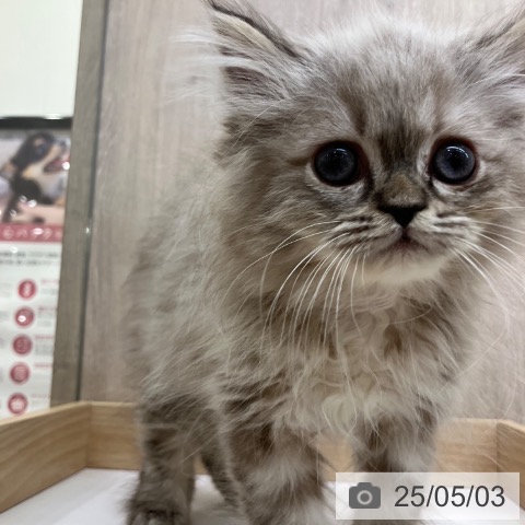 マンチカンの写真