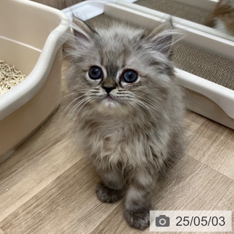 マンチカンの写真