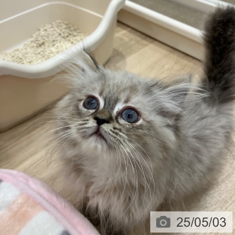 マンチカンの写真