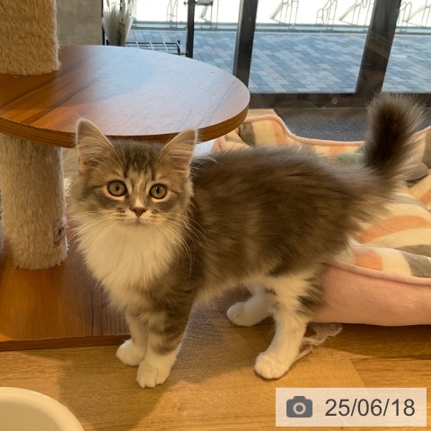 サイベリアンの写真