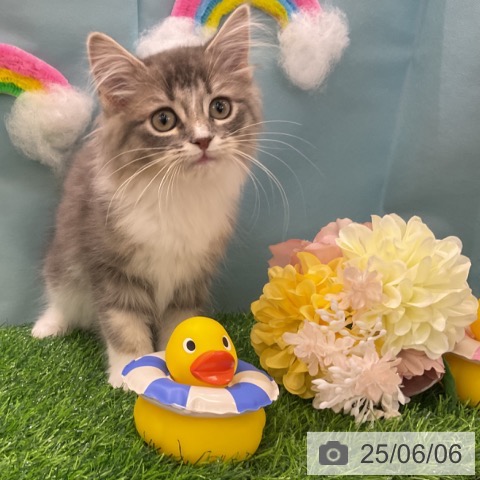 サイベリアンの写真