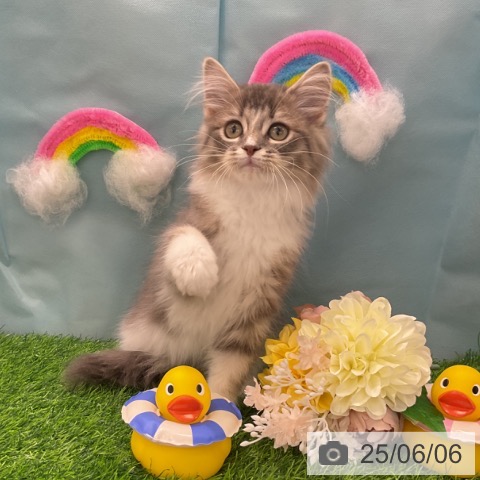 サイベリアンの写真