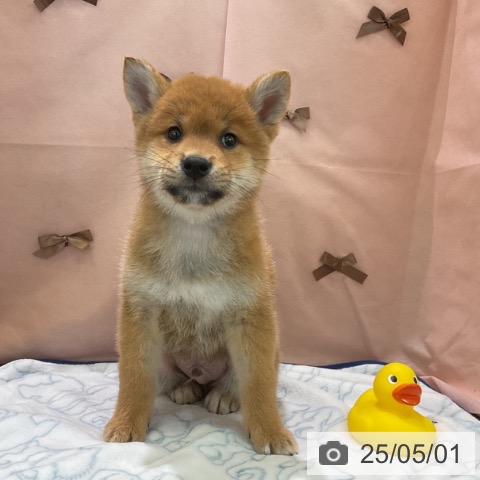 柴の写真