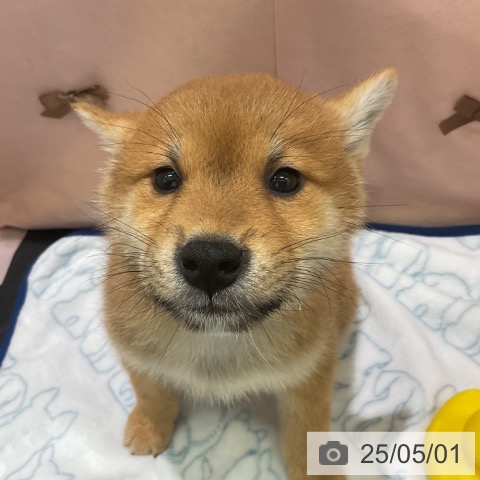 柴の写真