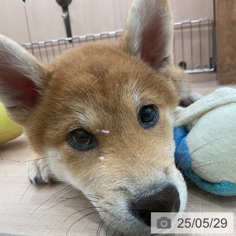 柴の写真
