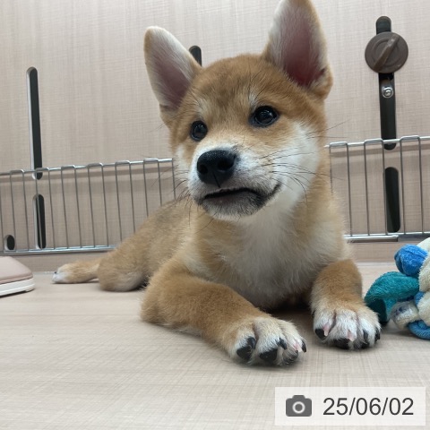 柴の写真