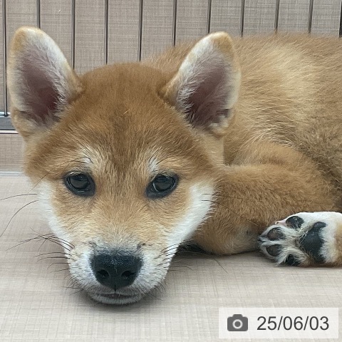 柴の写真