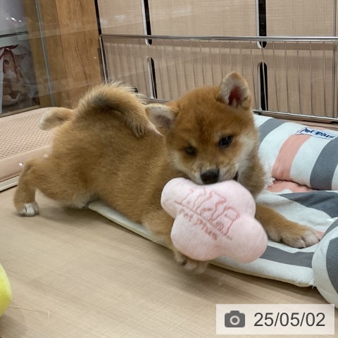 柴の写真
