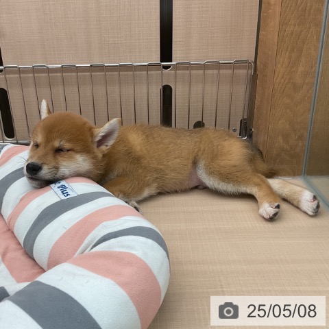 柴の写真