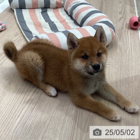 柴の写真