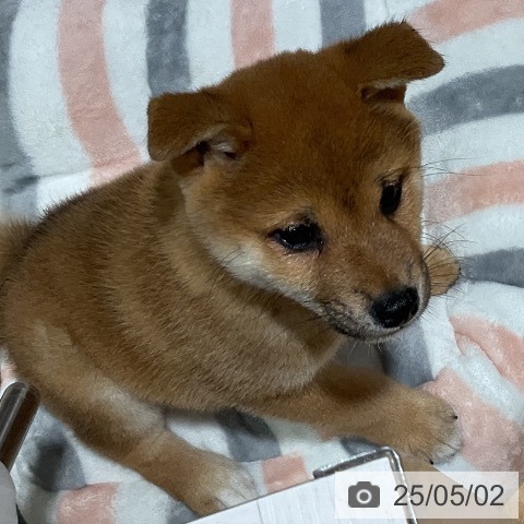 柴の写真
