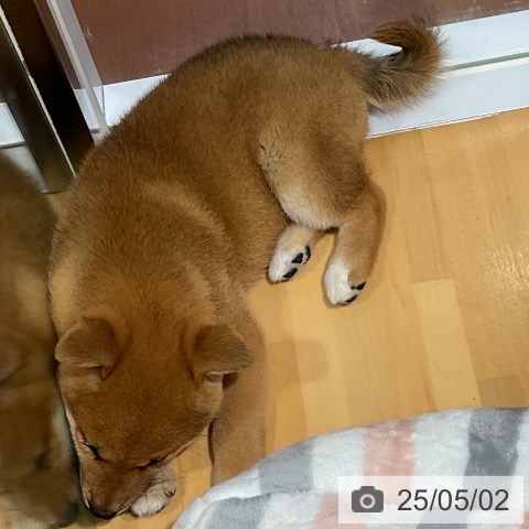 柴の写真