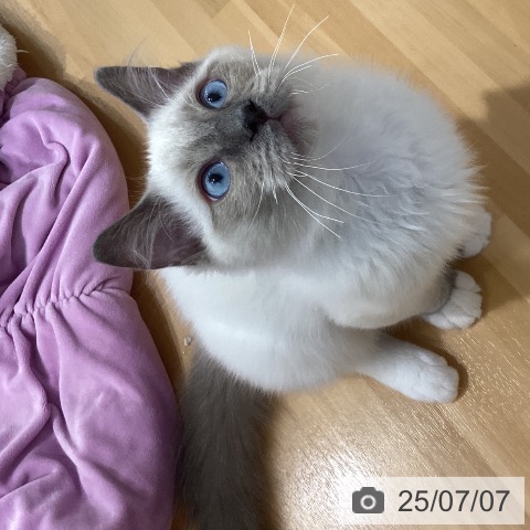 ラグドールの写真