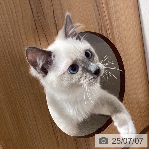 ラグドールの写真
