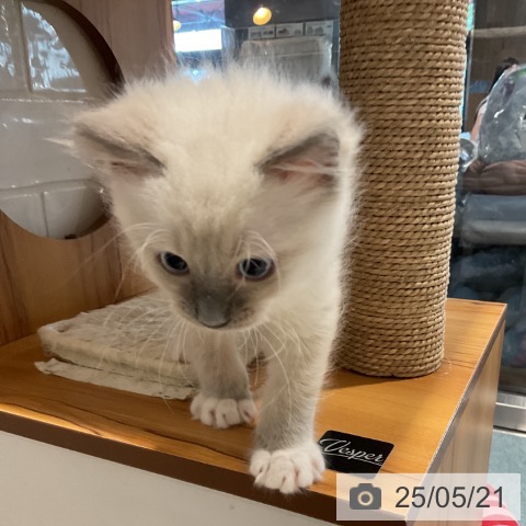 ラグドールの写真