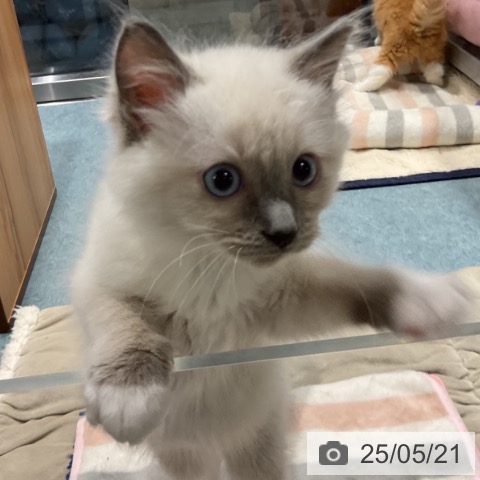 ラグドールの写真