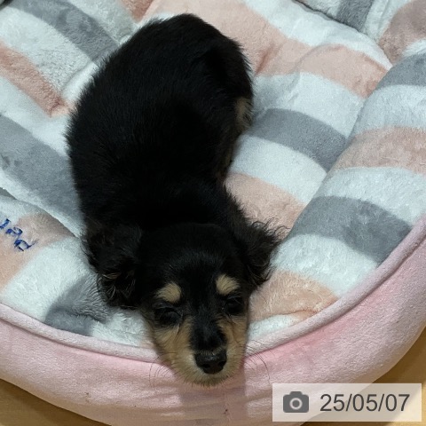 ミニチュア・ダックスフンドの写真