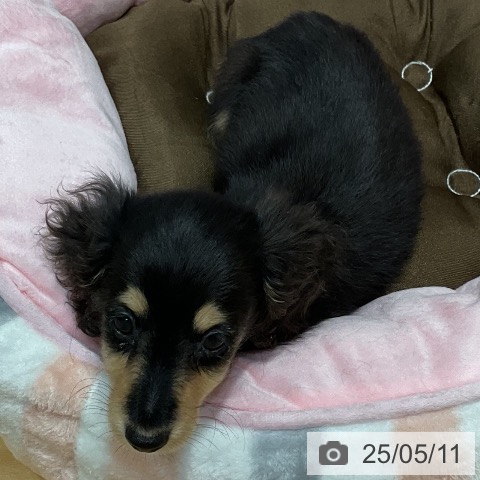 ミニチュア・ダックスフンドの写真