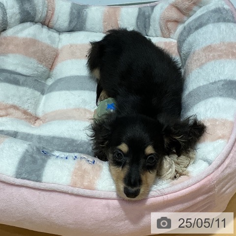 ミニチュア・ダックスフンドの写真