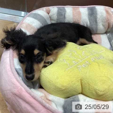 ミニチュア・ダックスフンドの写真