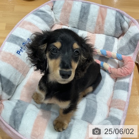 ミニチュア・ダックスフンドの写真