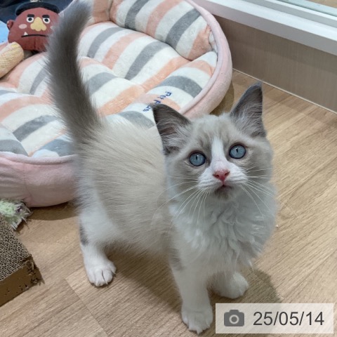 ラグドールの写真