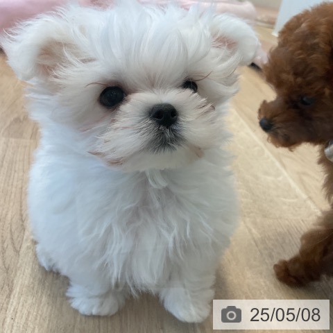 マルチーズの写真