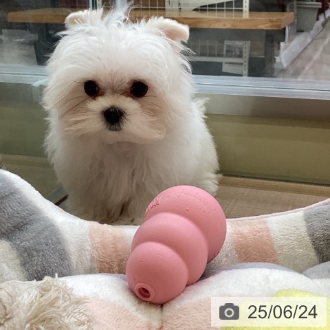 マルチーズの写真