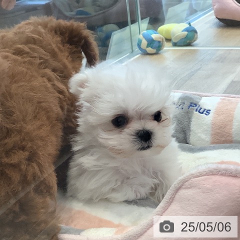 マルチーズの写真
